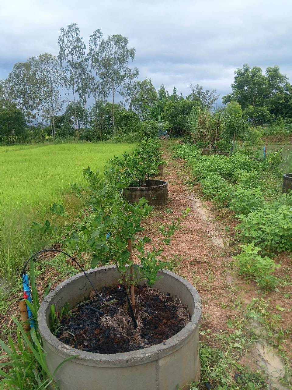ภาพกิจกรรม 2